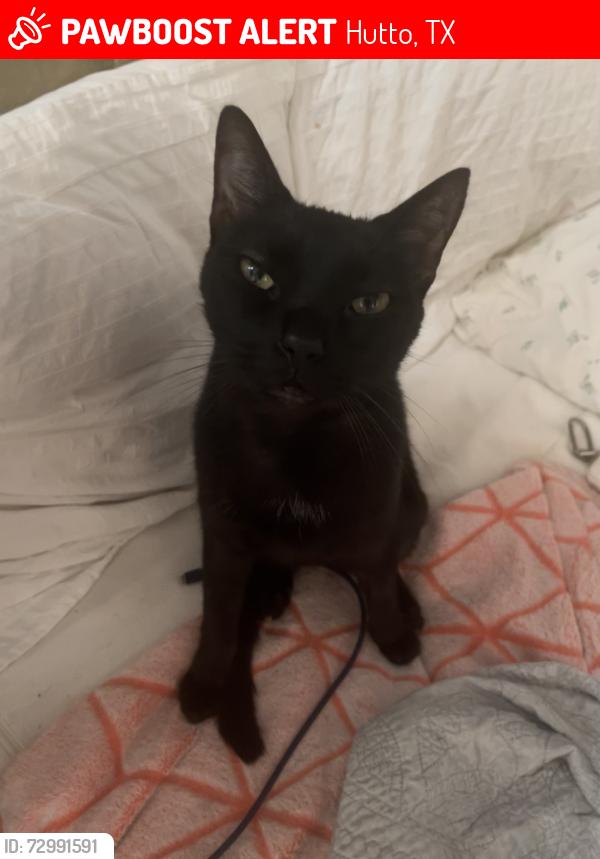 Lost Male Cat last seen Colthorpe Ln, Hutto, TX 78634