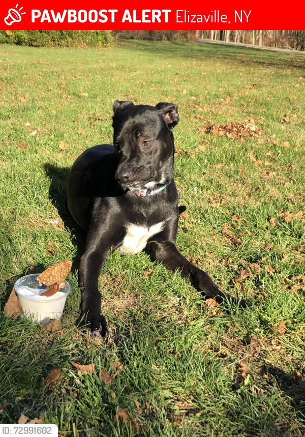 Lost Female Dog last seen Post office, Elizaville, NY 12523