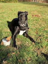Lost Female Dog last seen Post office, Elizaville, NY 12523