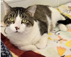 Lost Male Cat last seen 46th and Washburn Ave South Minneapolis MN, Minneapolis, MN 55410
