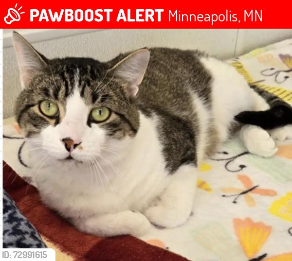 Lost Male Cat last seen 46th and Washburn Ave South Minneapolis MN, Minneapolis, MN 55410