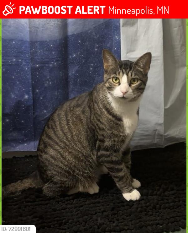 Lost Male Cat last seen Second Ave S & E 33rd ST, Minneapolis, MN 55408