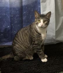 Lost Male Cat last seen Second Ave S & E 33rd ST, Minneapolis, MN 55408