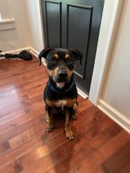 Found/Stray Male Dog last seen Near Boulevard SE, Atlanta, GA 30312, Atlanta, GA 30312