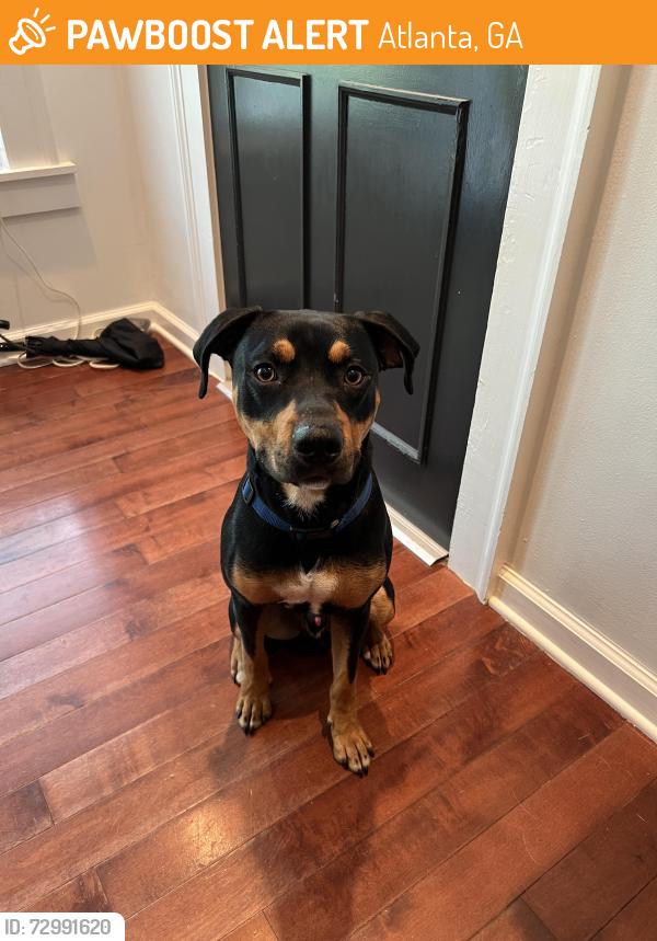 Found/Stray Male Dog last seen Near Boulevard SE, Atlanta, GA 30312, Atlanta, GA 30312