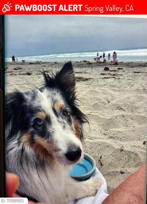 Lost Female Dog last seen campo road / steele canyon road, Spring Valley, CA 91978