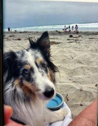 Lost Female Dog last seen campo road / steele canyon road, Spring Valley, CA 91978