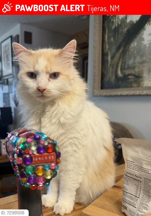 Lost Female Cat last seen Lagarto Rd, Tablazon, Tijeras, NM 87059