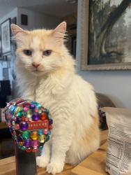 Lost Female Cat last seen Lagarto Rd, Tablazon, Tijeras, NM 87059