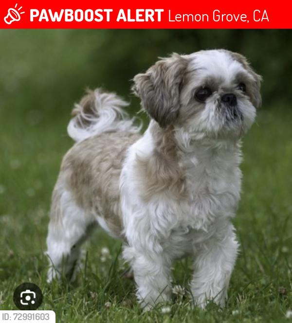 Lost Female Dog last seen San Pasqual ct and San Pasqual at, Lemon Grove, CA 91945