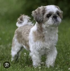 Lost Female Dog last seen San Pasqual ct and San Pasqual at, Lemon Grove, CA 91945