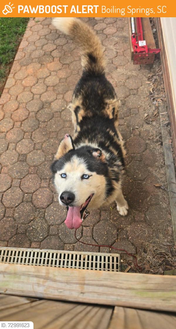 Found/Stray Unknown Dog last seen Ravenwood Subdivision , Boiling Springs, SC 29323