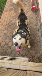 Found/Stray Unknown Dog last seen Ravenwood Subdivision , Boiling Springs, SC 29323