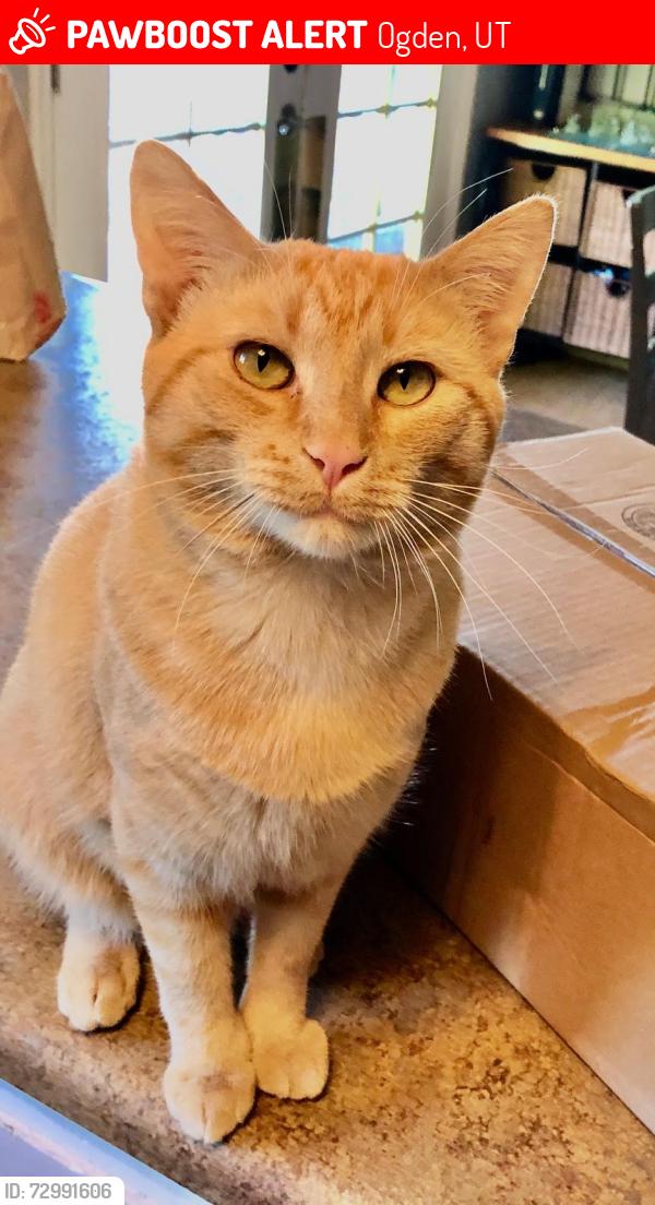 Lost Male Cat last seen North of Larson and Larsen Lane in Harrisville, Ogden, UT 84404