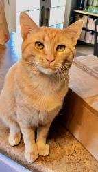 Lost Male Cat last seen North of Larson and Larsen Lane in Harrisville, Ogden, UT 84404