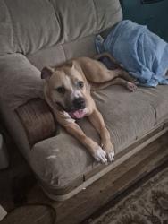 Reunited Female Dog last seen Near N Edgebrook Dr, Peoria, IL 61614, USA, Peoria, IL 61614