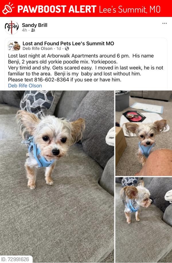Lost Male Dog last seen Holy Spirit Catholic Church, Lee's Summit, MO 64082