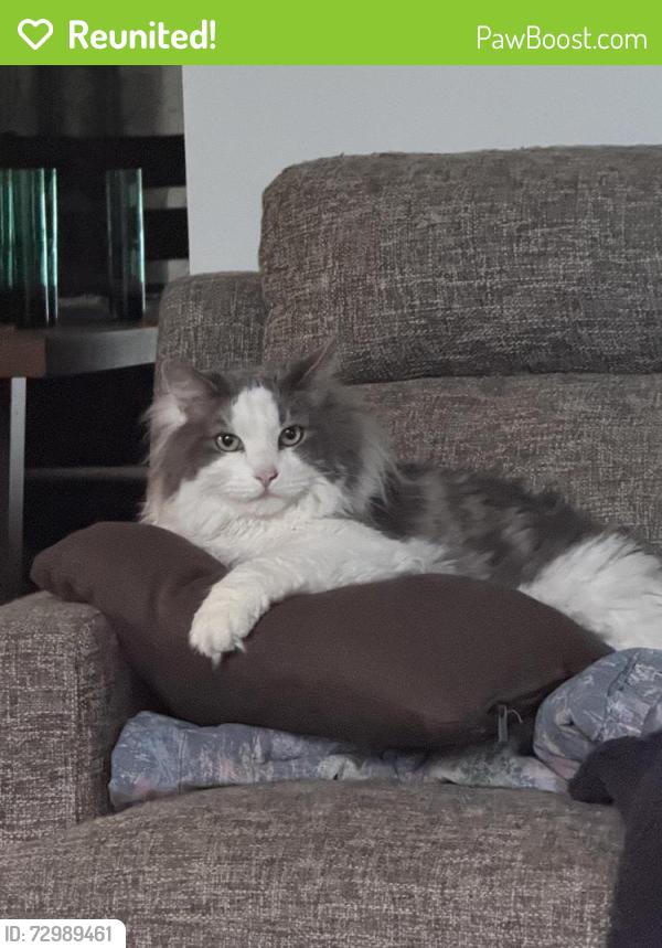 Reunited Male Cat last seen 94th S 2465 E, Sandy, UT 84092