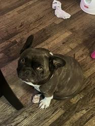 Lost Female Dog last seen Foothill and arrow , Rancho Cucamonga, CA 91730