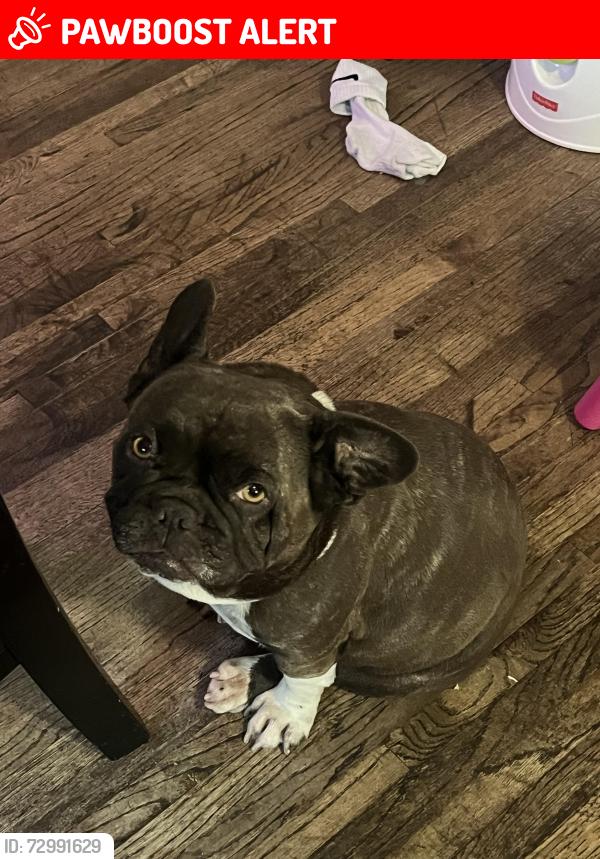 Lost Female Dog last seen Foothill and arrow , Rancho Cucamonga, CA 91730