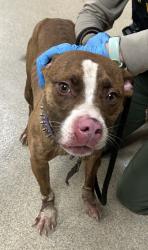 Shelter Stray Female Dog last seen Near Harmony Square, VIRGINIA BEACH, VA, 23451, 341 S Birdneck Rd, Virginia Beach, VA 23451, USA