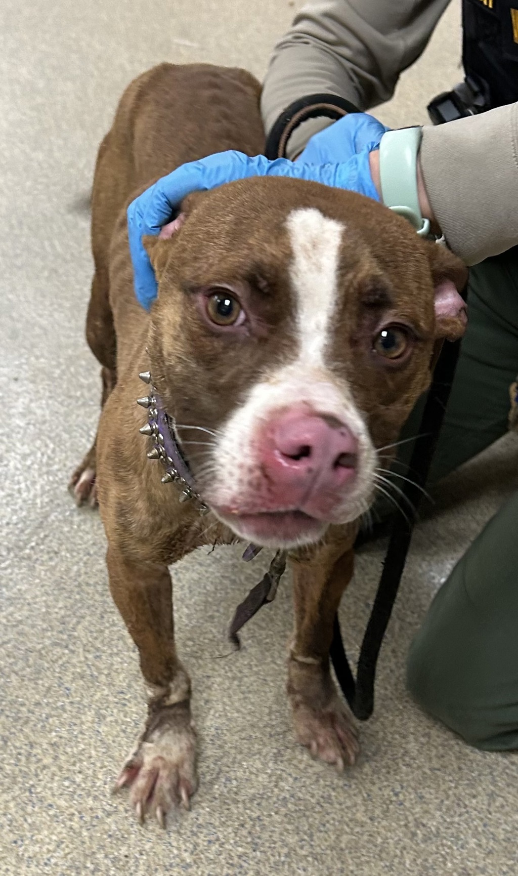 Shelter Stray Female Dog last seen Near Harmony Square, VIRGINIA BEACH, VA, 23451, 341 S Birdneck Rd, Virginia Beach, VA 23451, USA