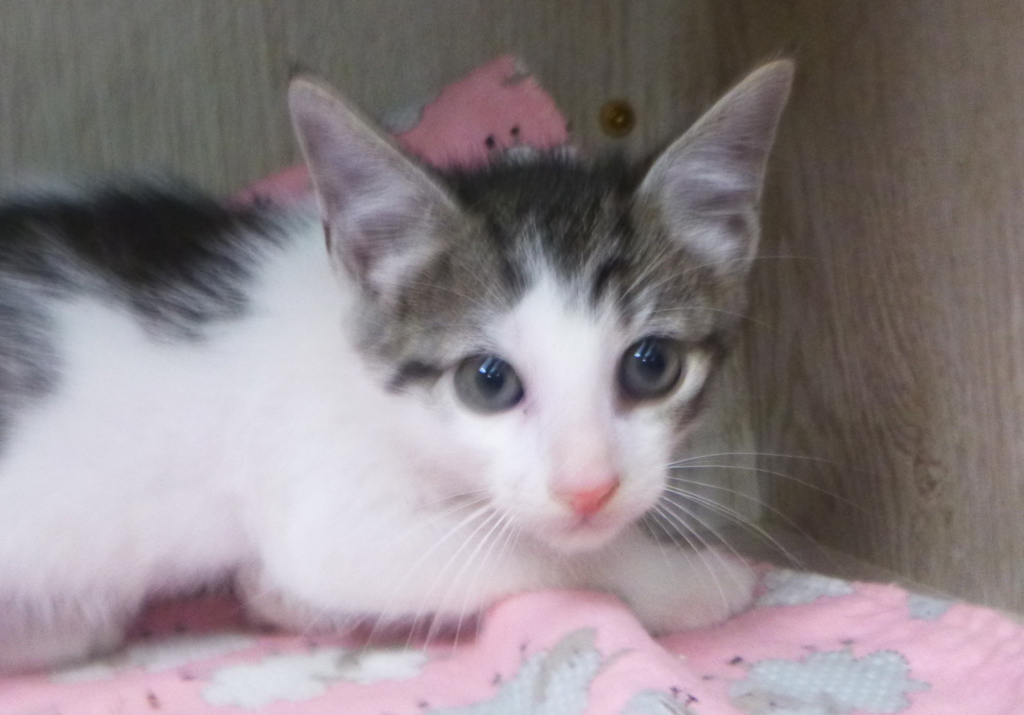 Shelter Stray Male Cat last seen Near Crawford Street, LAFAYETTE, LA, 70506, 410 Dugas Rd, Lafayette, LA 70507, USA