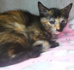 Shelter Stray Female Cat last seen Near Crawford Street, LAFAYETTE, LA, 70506, 410 Dugas Rd, Lafayette, LA 70507, USA