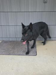 Reunited Unknown Dog last seen Burton Road, Vancouver, WA 98662