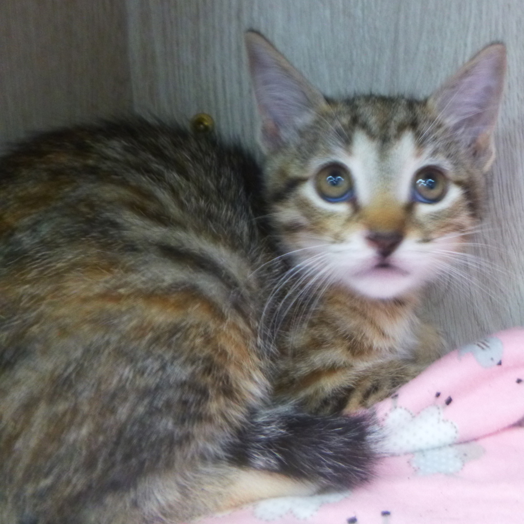 Shelter Stray Female Cat last seen Near Crawford Street, LAFAYETTE, LA, 70506, 410 Dugas Rd, Lafayette, LA 70507, USA