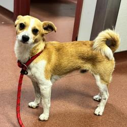 Shelter Stray Male Dog last seen Jackson Street, HAYWARD, CA, 94544, 8323 Baldwin St, Oakland, CA 94621, USA