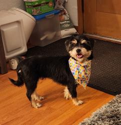 Reunited Female Dog last seen Francis Park, St. Louis, MO 63139