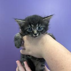 Shelter Stray Female Cat last seen Near S 700 W, SALT LAKE CITY, UT, 84104, 511 W 3900 S, Salt Lake City, UT 84123, USA