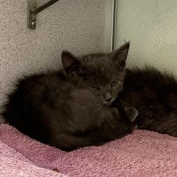 Shelter Stray Male Cat last seen Near W Mojave Drive, SALT LAKE CITY, UT, 84116, 511 W 3900 S, Salt Lake City, UT 84123, USA