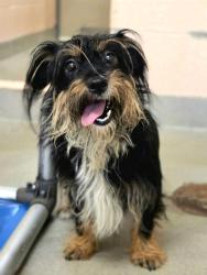 Shelter Stray Male Dog last seen Near Greentree Court, CROFTON, MD, 21114, 411 Maxwell Frye Rd, Millersville, MD 21108, USA