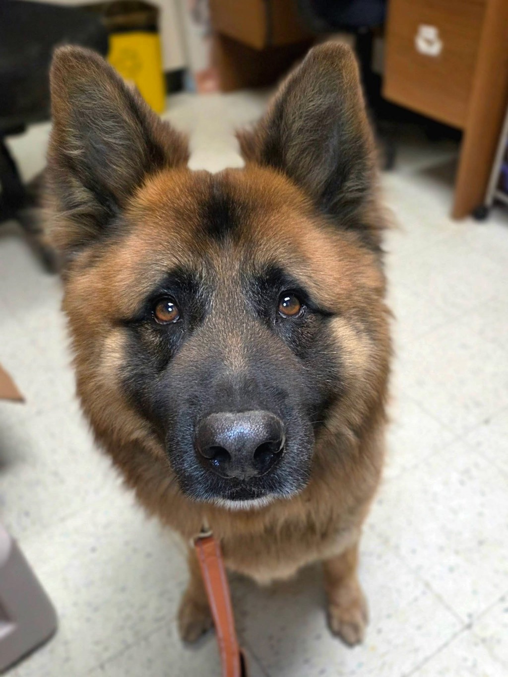 Shelter Stray Male Dog last seen Near W Meadow Road, MD, 411 Maxwell Frye Rd, Millersville, MD 21108, USA