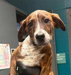 Shelter Stray Female Dog last seen NC, 820 Beacon Lake Dr, Raleigh, NC 27610, USA