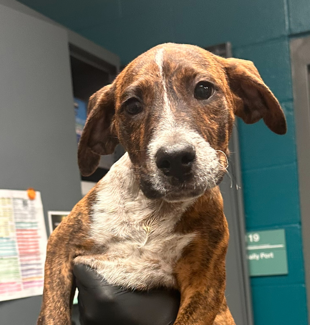 Shelter Stray Female Dog last seen NC, 820 Beacon Lake Dr, Raleigh, NC 27610, USA