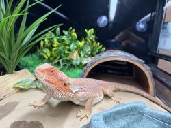 Shelter Stray Unknown Reptile last seen Clove st, San Diego, CA, 92106, 5500 Gaines St, San Diego, CA 92110, USA