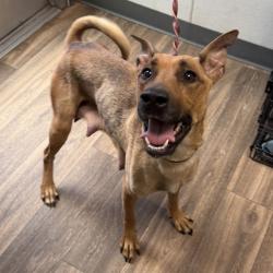 Shelter Stray Female Dog last seen Near El Cajon Boulevard, San Diego, CA, 92104, 5500 Gaines St, San Diego, CA 92110, USA