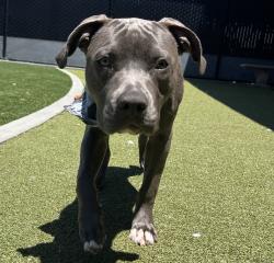 Shelter Stray Male Dog last seen Near Fletcher Parkway, El Cajon, CA, 92020, El Cajon, CA 92020, USA