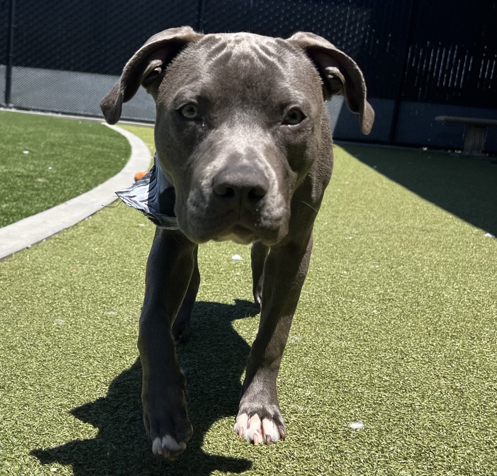 Shelter Stray Male Dog last seen Near Fletcher Parkway, El Cajon, CA, 92020, El Cajon, CA 92020, USA