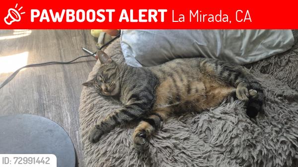 Lost Male Cat last seen Rosecrans ave and beach blvd, La Mirada, CA 90638