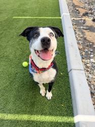 Shelter Stray Female Dog last seen Near Jackson Drive, La Mesa, CA, 91942, 5500 Gaines St, San Diego, CA 92110, USA