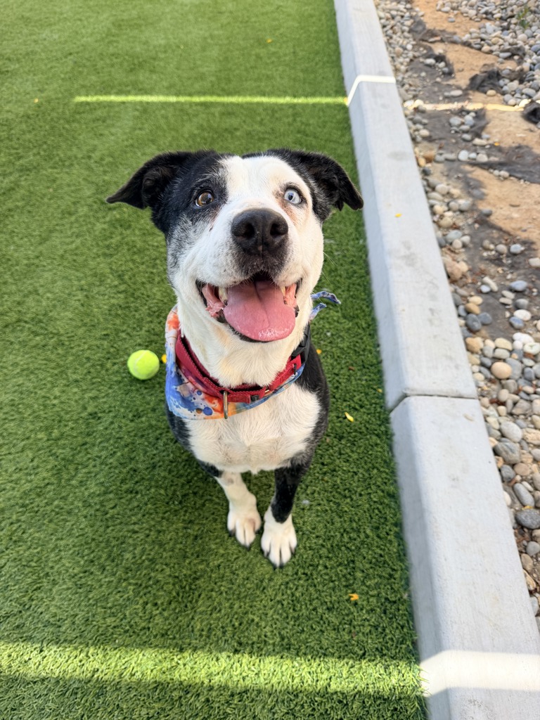 Shelter Stray Female Dog last seen Near Jackson Drive, La Mesa, CA, 91942, 5500 Gaines St, San Diego, CA 92110, USA