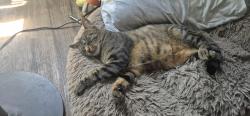 Lost Male Cat last seen Rosecrans ave and beach blvd, La Mirada, CA 90638
