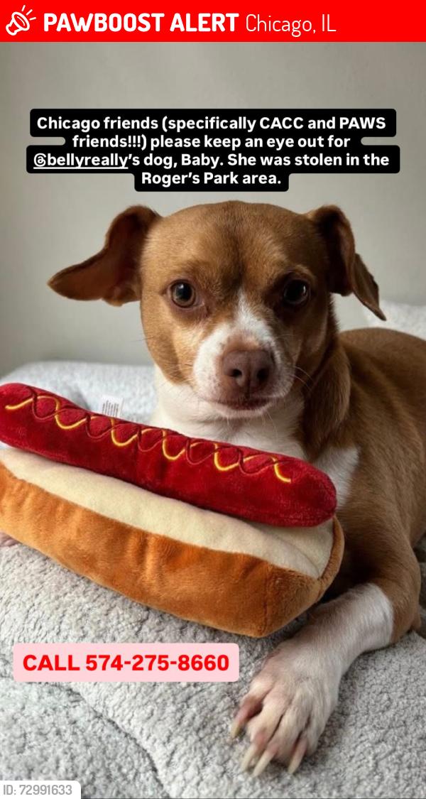 Lost Female Dog last seen Target, Chicago, IL 60659