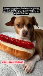 Lost Female Dog last seen Target, Chicago, IL 60659
