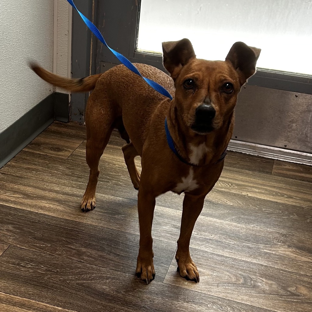 Shelter Stray Female Dog last seen Not Provided., Ramona, CA, 92065, Escondido, CA 92027, USA