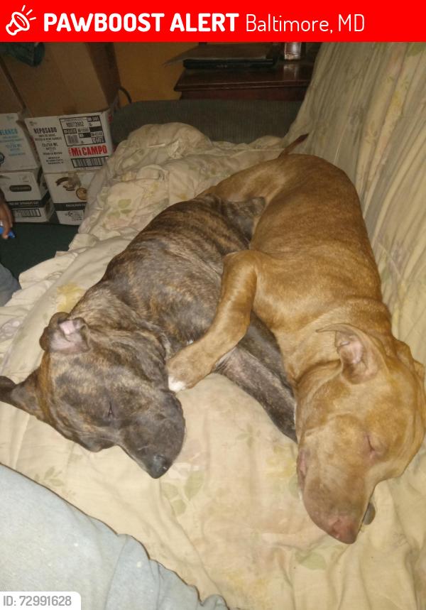 Lost Male Dog last seen Sinclair Ave herring run park, Baltimore, MD 21213